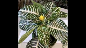 Image result for Aphelandra