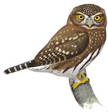 The owl prefers desertscrub thickets, trees and large cacti for nesting and roosting. Ferruginous Pygmy Owl Audubon Field Guide