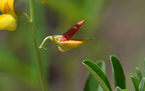 Image result for Crotalaria parvula