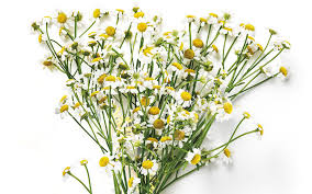Check spelling or type a new query. Chamomile Benefits For Skin Bareminerals