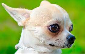 Perros Chihuahua Diferencias Entre El Cabeza De Manzana Y Cabeza De Ciervo Perros Chihuahua Perro Cabeza De Venado Razas De Perros