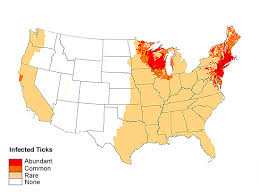 Pin by Laurel Sobol ~Organic Lifestyl on CIRS & genes. | Lyme disease in  dogs, Lyme disease, Lyme disease symptoms