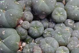 Image result for Loxodera caespitosa