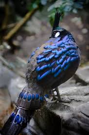The Blue The Blue And The Bluer Pretty Birds Animals Pet Birds