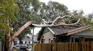 If a tree falls down and causes no structural damage, meaning your house doesn't need any repairs, your homeowners insurance policy typically will not cover tree debris removal, according to the iii. Will Home Owners Insurance Cover Tree Trimming