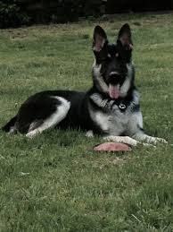 Black And Silver German Shepherd Puppies Larg Black And Silver German Shepherds For Sale In 2020 German Shepherd Colors German Shepherd Dog Quotes German Shepherd Dog Funny