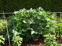 We did not find results for: Pruning Zucchini Plants Simply Grateful Gardener