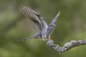 Birds Of A Feather New Vegas Bug Common Cuckoo Cuculus Canorus En 2020 Coucou Gris Coucou Flic