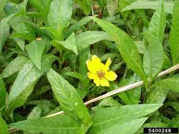 Image result for Bidens kirkii
