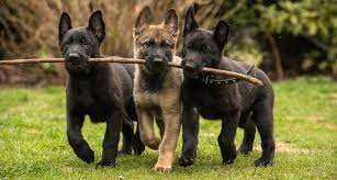 Rylie von der otto, va hill vom. Socializing Your German Shepherd Puppy The First 16 Weeks Ready Set Puppy