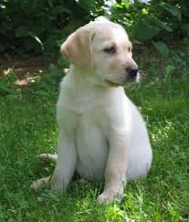 Colors Light Brown Sage Yellow Yahoo Search Results Labrador Retriever Retriever Puppy Labrador Dog