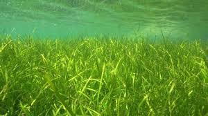 Image result for Cymodoceaceae