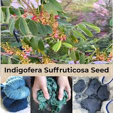 Image result for Indigofera setiflora
