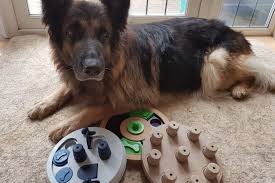 With a little imagination, there are countless ways to provide this crucial mental enrichment and mind stimulation for your dog. 9 Best German Shepherd Puzzle Toys That Will Blow Your Dog S Mind Shepherd Sense