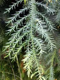 Image result for Araucaria cunninghamii