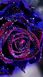 Natural Flower Red Flower Wallpaper Blue Roses Wallpaper Flower Wallpaper