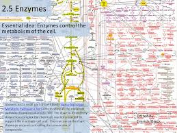 essential idea enzymes control the metabolism of the cell