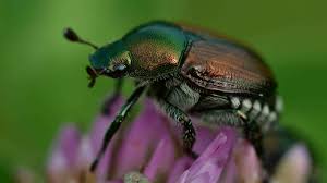 Japanese beetles are such voracious pests they even eat poison ivy toxicodendron radicans). Pelargoniums Against Japanese Beetles Laidback Gardener