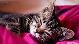 Back at the apartment 1.12 scene 12: Hd Soft Kitty Wallpapers Peakpx
