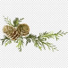 Garden rose & fern foliage. Brown Pine Cone Illustration Pine Conifer Cone Leaf Pine Needles And Pine Cones Flower Arranging Branch Png Pngegg