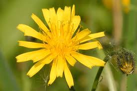 Image result for Crepis