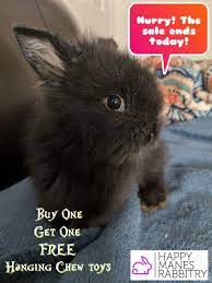 Why buy a rabbit for sale when you can adopt? Use Code Bogo29 At Checkout Bunnies Rabbits Pets Sale Shop Petshop Pet Shop Pets Bunny