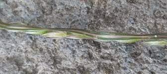 Image result for Digitaria seriata