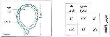 تمارين محلولة آليات امتصاص الماء والأملاح المعدنية عند النباتات 2 Alloschool