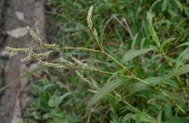 Image result for Persicaria barbata