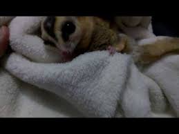 Sugar Glider And Seizure Youtube