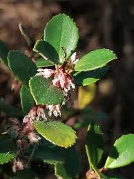 Image result for Myrsine africana