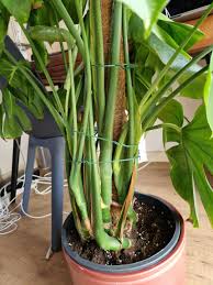 Image result for Monstera