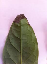 Brown mites are attracted to avocados too, but they don't leave brown spots. Avocado Tips Of Avocado Leaves Are Turning Brown