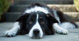 Deze Hond Past Het Beste Bij Jouw Sterrenbeeld Epilepsy In Dogs Dogs Naturally Magazine Disabled Dog
