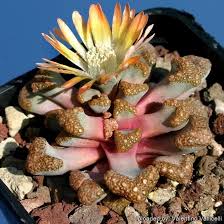 Image result for Xerophyta schlechteri
