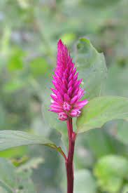 Find the most comprehensive list of ngos in tamil nadu. 25 Best Tamilnadu India Flowers Images