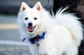Japanese Spitz Dog Breed Information And Pictures Petguide Japanese Spitz Dog Breeds Japanese Spitz Puppy