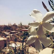 ياسمين الشام Syria Pictures Jasmine Flower Damascus Syria