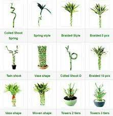 Lucky Bamboo Ewaterplant Resource Of Aquatic Plant And Ornamental Plants Lucky Bamboo Plants Bamboo Plant Care Ornamental Plants