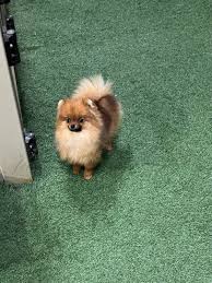 AKC Puppies For Sale In Kittanning, PA