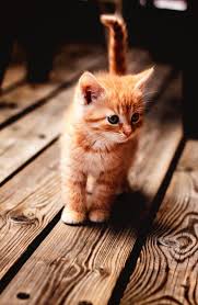 Cats Kittens Profile Pictures Cute Cat Images For Whatsapp Dp Novocom Top