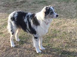 Like puppies, bunnies, babies, and so on. Australian Shepherd Breeders Texas
