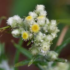 Image result for Pseudognaphalium oligandrum