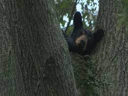 Detailed satellite map of kingsport , tennessee showing roads, railway, airports, hotels, tourist attractions, educational institutions and other local areas. Bear Has Called A Mount Carmel Tree Home For 2 Days Wjhl Tri Cities News Weather
