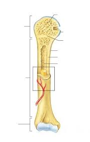 The long bones are those that are longer than they are wide. Bone Anatomy
