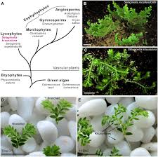 Image result for Selaginella kraussiana