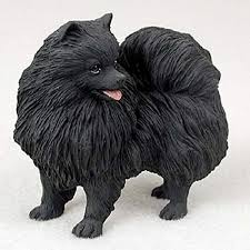 Thinking a pomeranian might be the right dog for you, but aren't sure how much pomeranians cost? Conversation Concepts Pomeranian Dog Figurine Black Buy Online In Sri Lanka At Desertcart 40165743