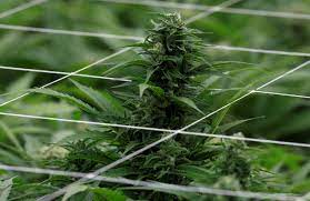 Jan 08, 2011 · posts discussing or advocating pot substitutes, cbd, or any remedies other than mutual support and the sharing of our experience. What Is Cbd Marijuana Compound Could Help Smokers Quit By Stopping Intrusive Thoughts Study Finds