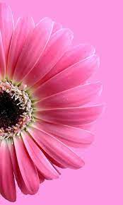 Aesthetic Backgrounds Download Free Hd 4k Wallpapers Images In 2020 Flower Wallpaper Pink Flowers Flowers