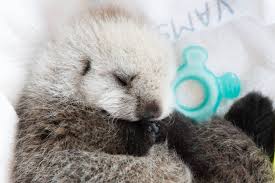 Hear the roar of majestic sea lions, smell the amazon air, or watch sea otters play. Vancouver Aquarium S Baby Otter Cam Is The Dose Of Monday Cuteness We All Need Photos News